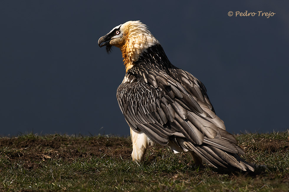 Quebrantahuesos (Gypaetus barbatus)